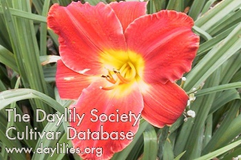 Daylily Fiery Chariot